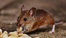 24 Hour & Emergency Exterminators in Lebanon, SD